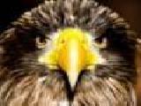 Spielen Eagle pictures jigsaw puzzle