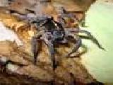Play Wolf spider jigsaw puzzle