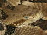 Play Timber rattlesnake jigsaw puzzle