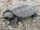 Play Snapping turtle jigsaw puzzle