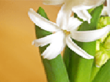 Play Flowers jigsaw puzzle