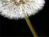 Play Dandelion jigsaw puzzle