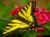 Play Beautiful butterfly jigsaw