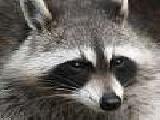 Play Puzzles with raccoons