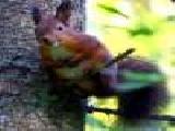Play Mossy forest escape