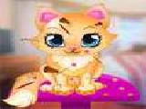 Play Cute cat salon