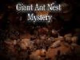 Play Giant ant nest mystery