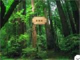 Play Escape from amazon forest