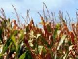 Play Cornfields jigsaw