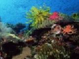 Play Hidden octopus