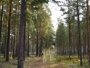 Play Autumn Forest Escape 2