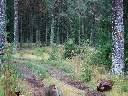 Play Mossy Forest Escape 2