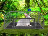 Play White rabbit escape