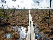 Play Swampy Forest Escape