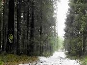 Play Winter Forest Escape 4