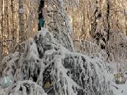 Play Winter Forest Escape 1