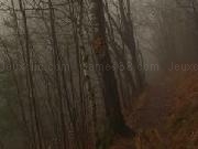 Play Foggy Autumn Forest Escape