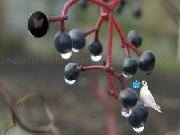 Play Mysterious Summer Forest Escape