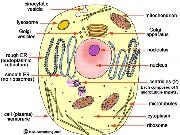 Play Cell structure and Function