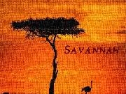 Play Savannah