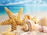 Play Sea and Shells - Hidden Coins