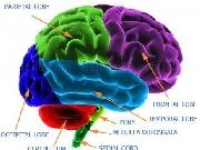 Play ThinkAhead Brain Trainer