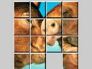 Play Love Pigs Sliding