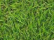 Play Guess the player