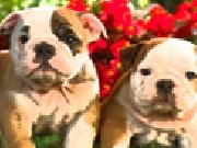 Play Hidden Animals-Cute Dogs