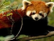 Play Hidden Animals Red Pandas