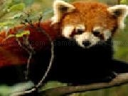 Play Hidden Animals Red Pandas