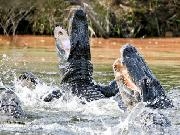 Play Alligator Attack!
