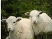 Play save the sheeps