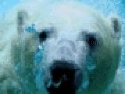 Spielen bear swimmer