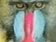 Jugar a Mandrill Maze