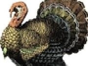 Play Cook the Turkeys!