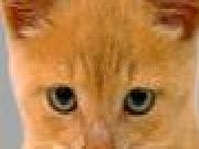 Jugar a Save teh cat game