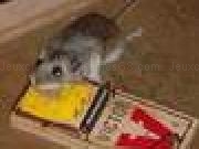 Play Rat Attack