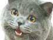 Play NOM NOM NOM 4 FUD: CATS!