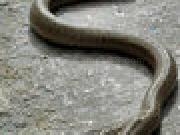 Play Color Snake
