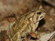 Spielen Fowler's Toad Jigsaw
