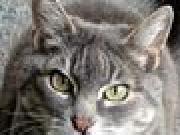 Play M3OW...GRRR!