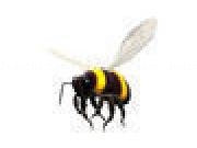 Play The Bee Game