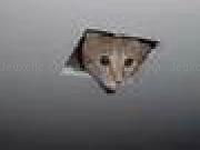 Play Ceiling Cat Wars