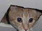 Play Ceiling Cat Fishing