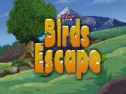 Play birds Escape