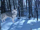 Play Alaskan winter forest escape