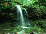 Play Forest falls wilderness escape