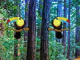 Jugar a Zooo toucan escape