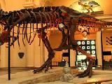 Play National history museum escape